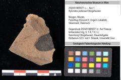 Foto (Objekt + Etikett) von Xylomites pistaciae Ettingshausen (NHMW-GEO-2024-0188-0071c)